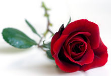 Photo of SAINT-VALENTIN EN AFRIQUE :Des roses flétries par la Covid-19 et Ebola