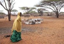 Photo of MENACE D’UNE CRISE ALIMENTAIRE DANS LA CORNE DE L’ AFRIQUE: L’ appel à l’aide de la FAO sera-t-il entendu ?